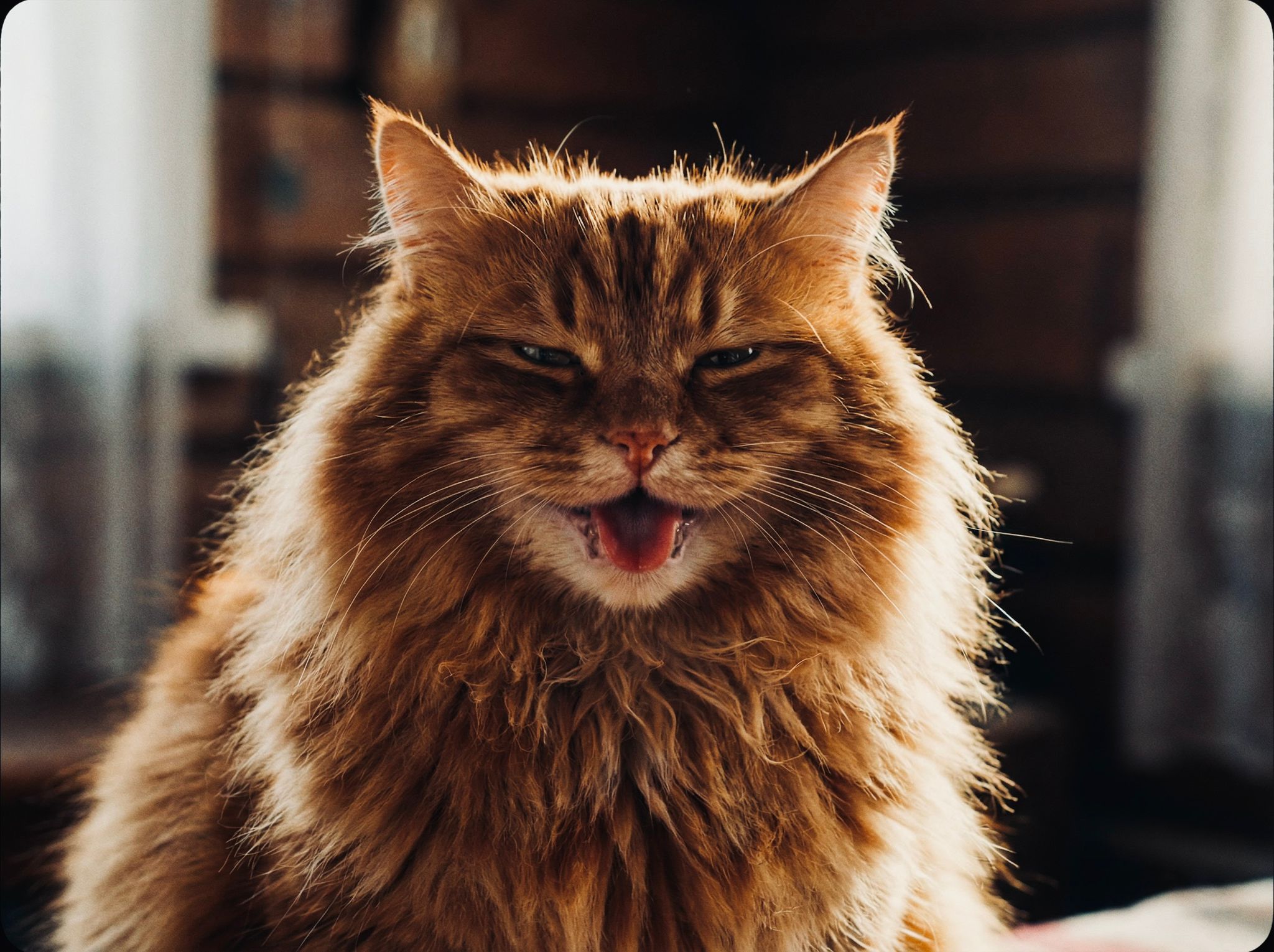 Kat tijdens een veterinaire controle